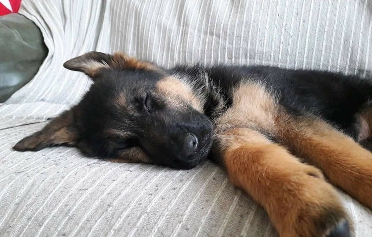 How Long Does a One-Month-Old German Shepherd Sleep?