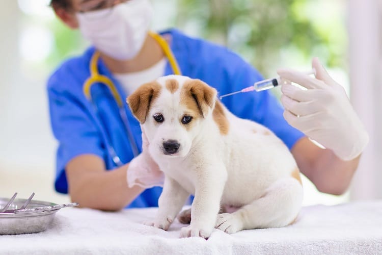 Can I Skip my Puppy’s Vaccine?