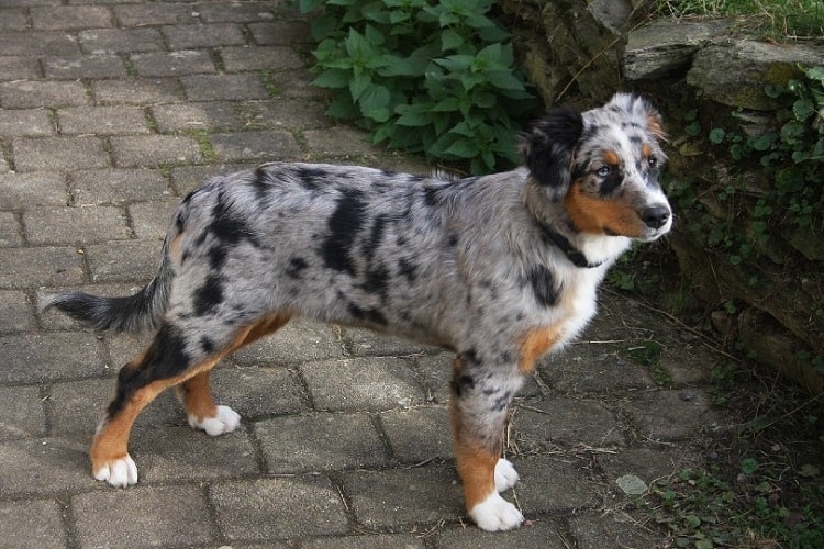 long haired olde english bulldog