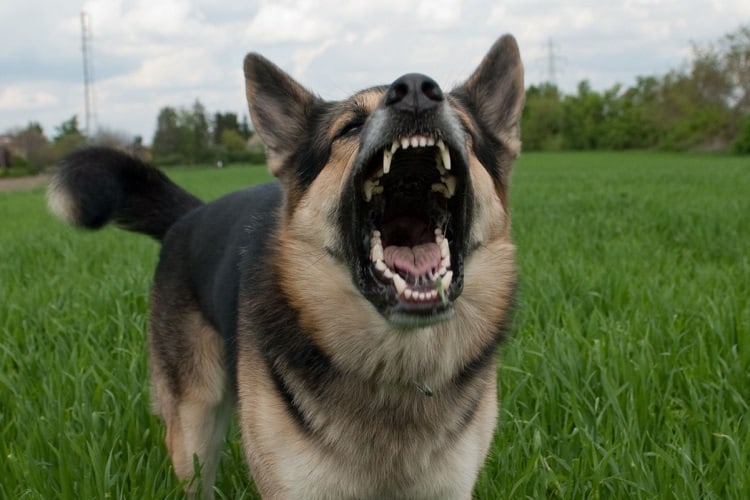Fear is one of reasons why your German Shepherd barking