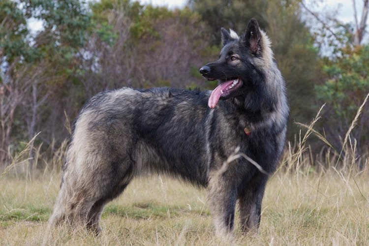 Long coated Shiloh Shepherd