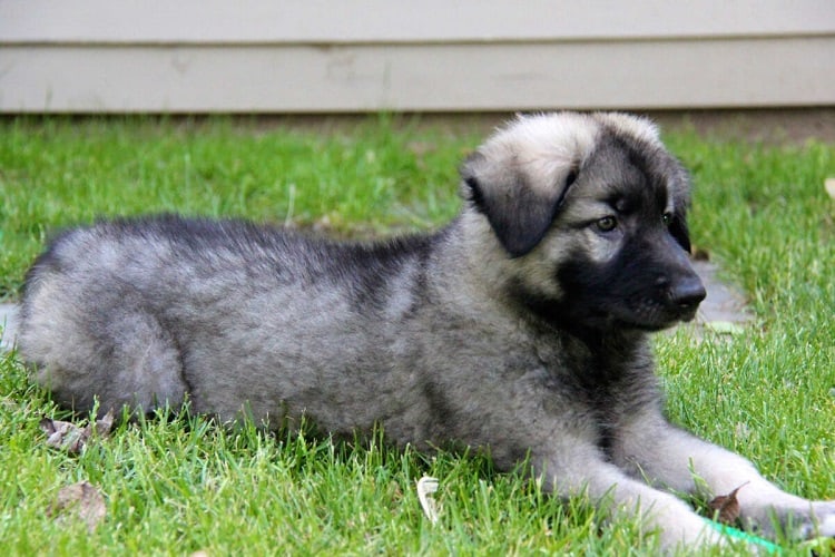 How much does a Shiloh Shepherd Puppy Cost?