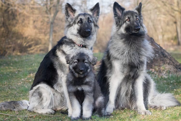 Why are Shiloh Shepherd puppies so expensive?