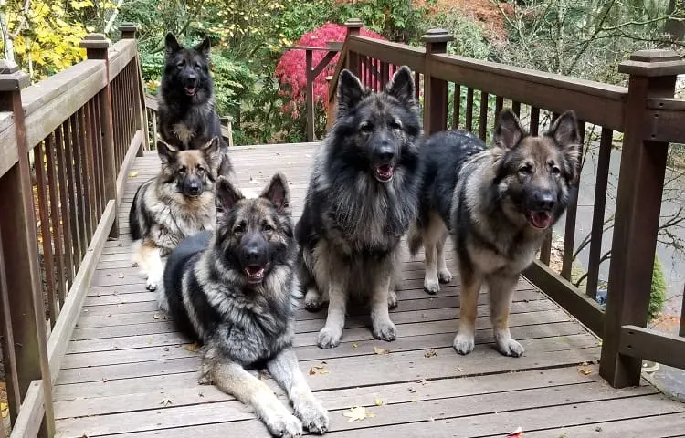 What Are Shiloh Shepherds Like as Dogs?