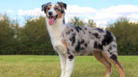 Everything You Need to Know About the Short-Haired Australian Shepherd