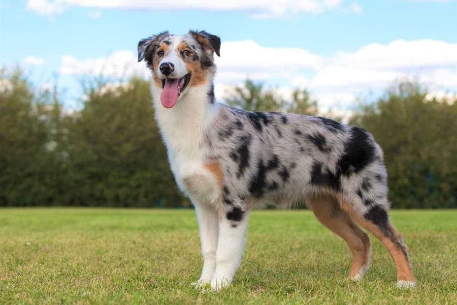 Everything You Need to Know About the Short-Haired Australian Shepherd