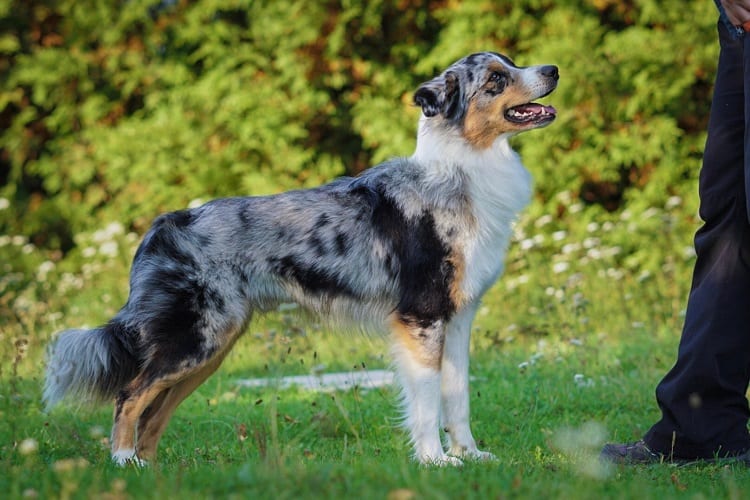 Is There Such a Thing As a Short-Haired Australian Shepherd?
