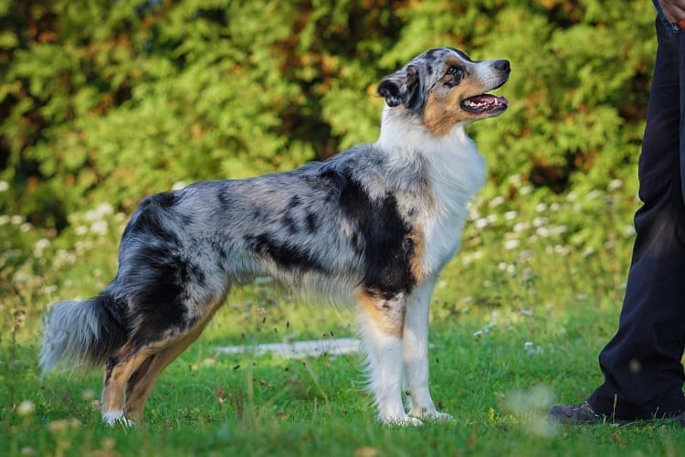 curious if australian shepherd dogs are hypoallergenic