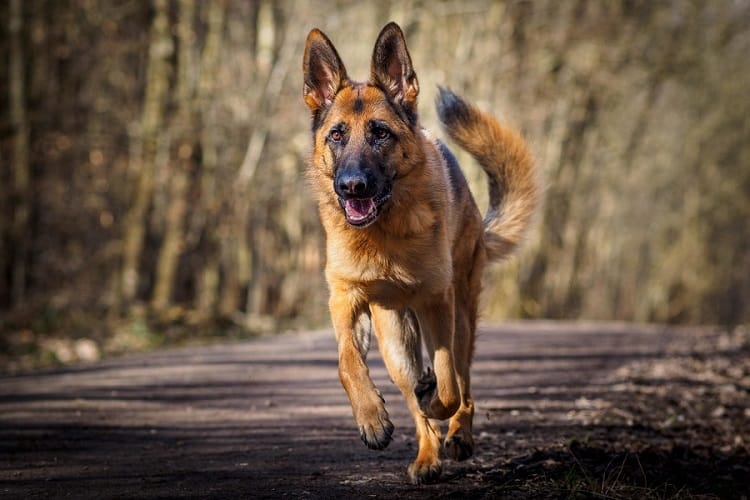 german shepherd dog wags its tail