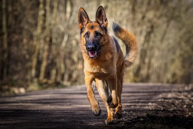 Do German Shepherds have Curly Tails?