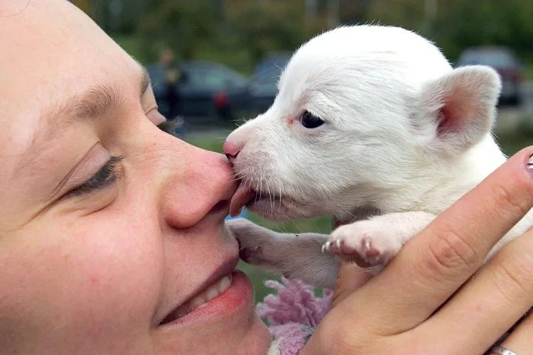 Small puppy licks nose