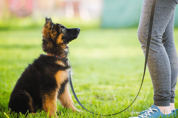 Positive Reward-Based Obedience Training