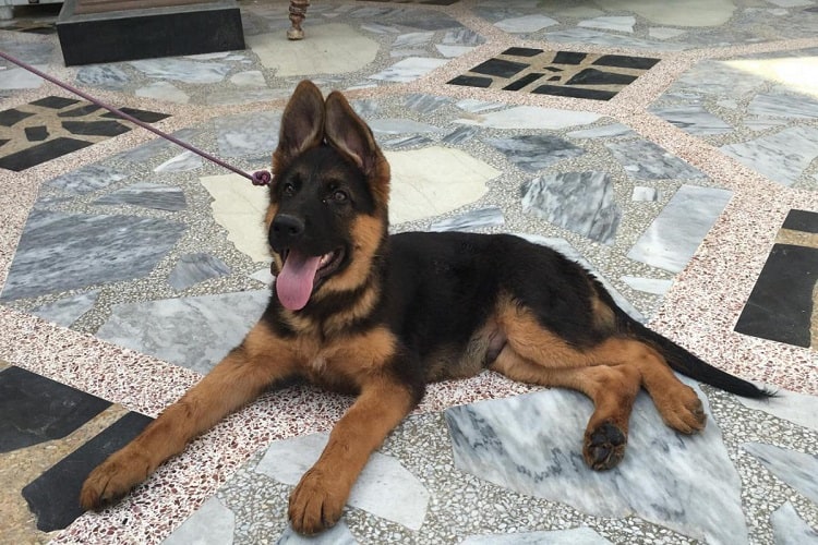 how big are german shepherds at 3 months