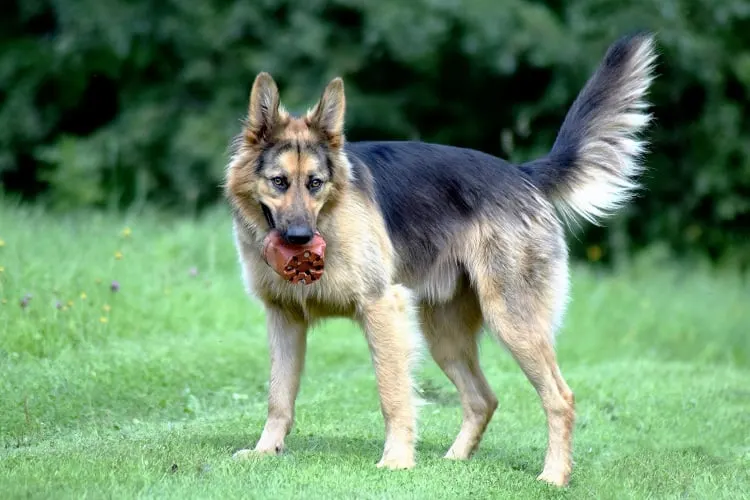 german shepherd dog wags its tail