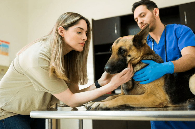 10-Month German Shepherds Health