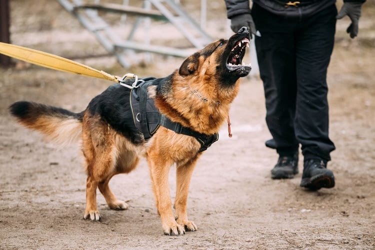 Ways to Stop a German Shepherd From Barking