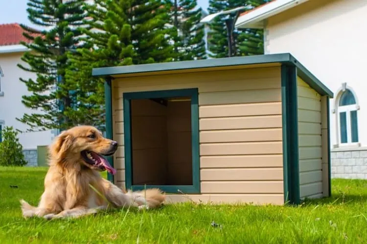 What is the ideal elevation for a dog house?