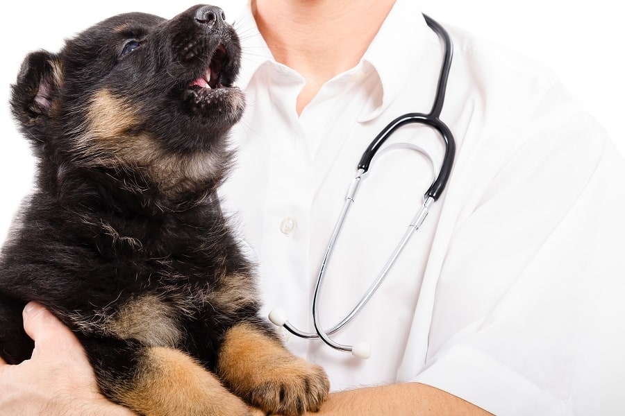 are-puppies-sore-after-shots