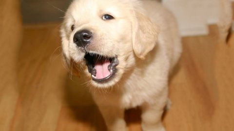 Golden Retriever puppy barks