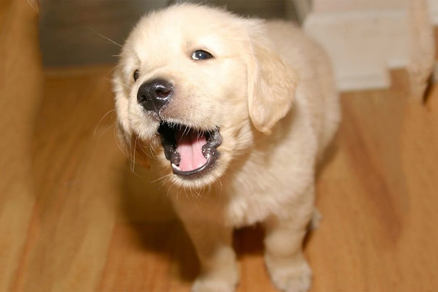 Golden Retriever puppy barks