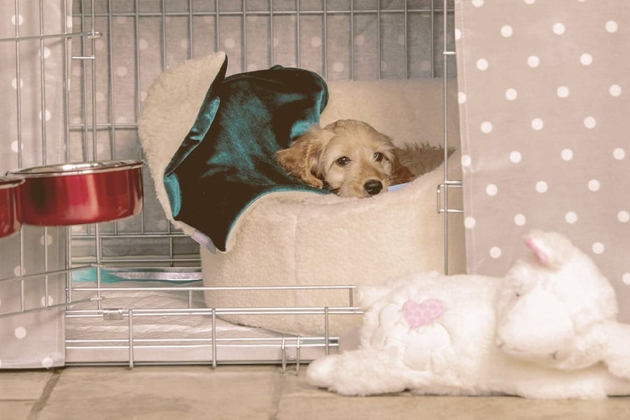 Puppy inside Crate