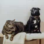 Dog act like a cat