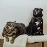 Dog act like a cat