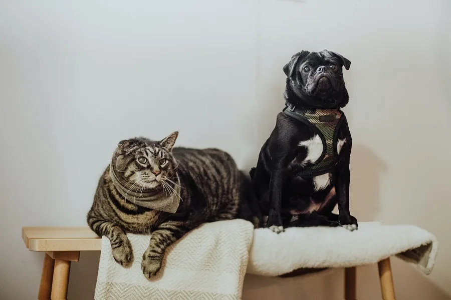 Dog act like a cat