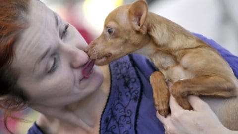Dog licks his owner nose