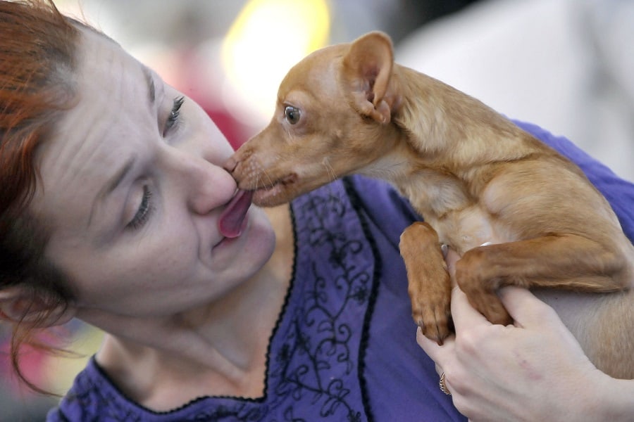 Dog licks his owner nose