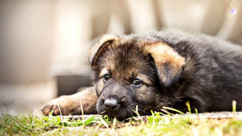 Depressed German Shepherd Puppy