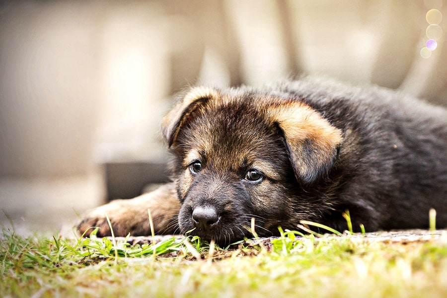 Depressed German Shepherd Puppy