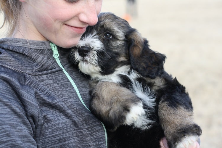 Puppy in pain after vaccination