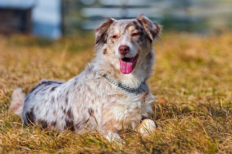 Everything You Need to Know About the Short-Haired Australian Shepherd |  Anything German Shepherd