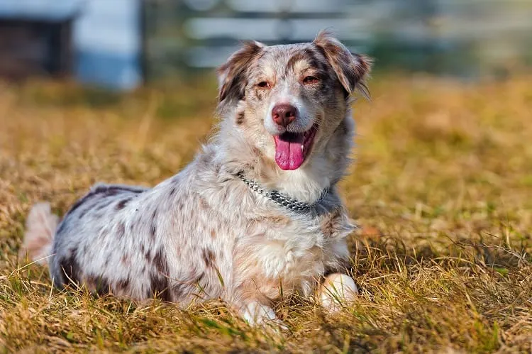 Overall Health of Short-Haired Australian Shepherds