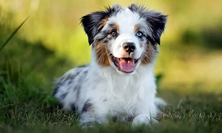 Everything You Need to Know About the Short-Haired Australian Shepherd |  Anything German Shepherd
