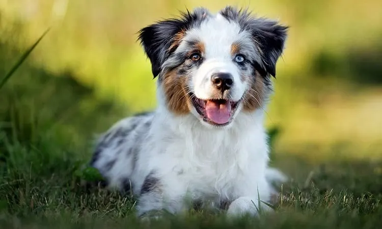 are all australian shepherds fluffy