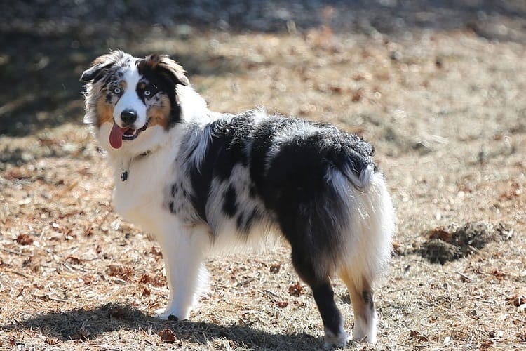 Are There Naturally Docked Australian Shepherds?