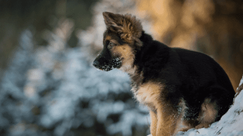 15 Baby German Shepherd Photos