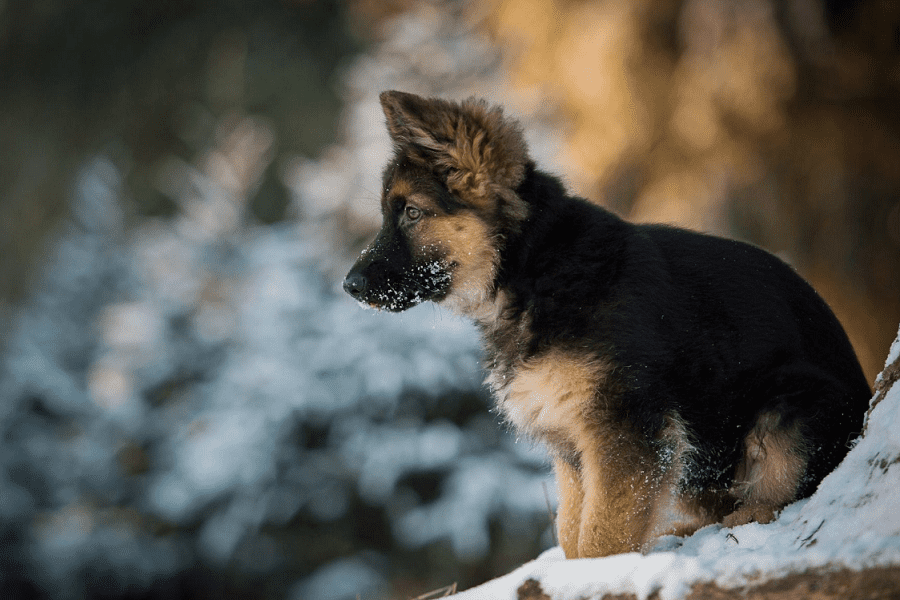 are german shepherd puppies good dogs for infants