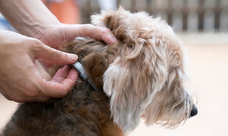 Benefits of Flea Collars