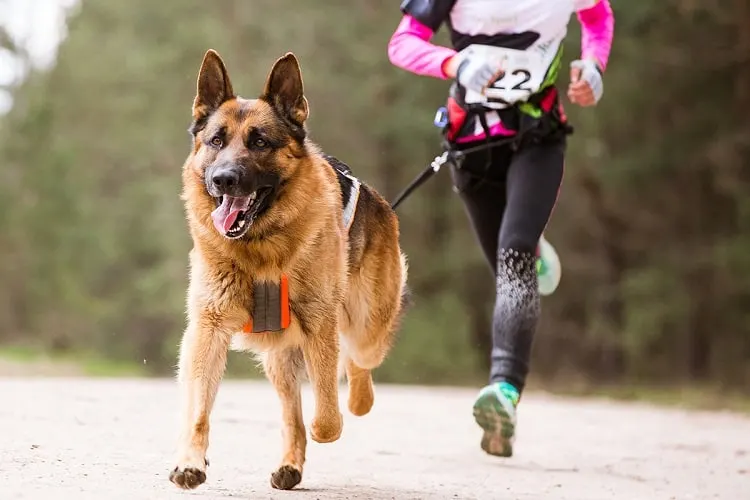 Calm a Dog’s Anxiety with Activity