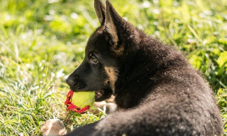 Chew Toys For Your 4-Month-Old German Shepherd