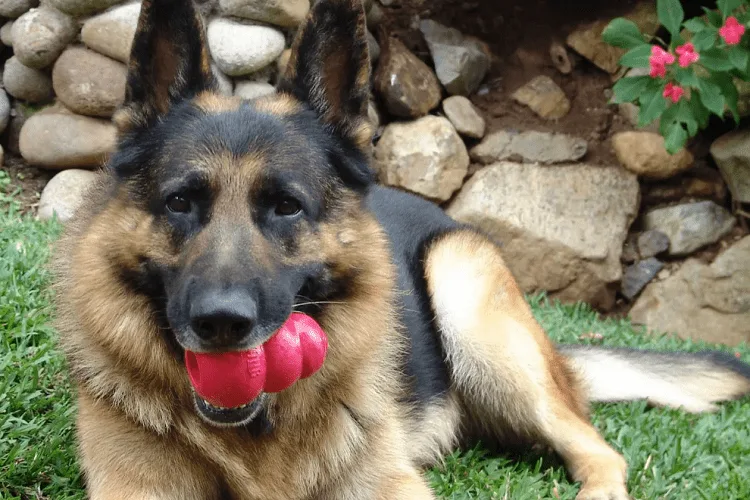 Toys For 8-Month-Old German Shepherd