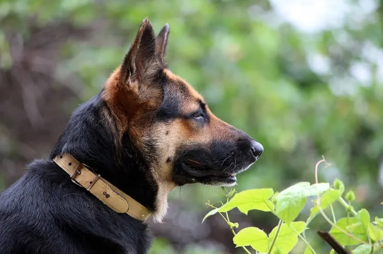 What Materials Work Best for a German Shepherd Collar?