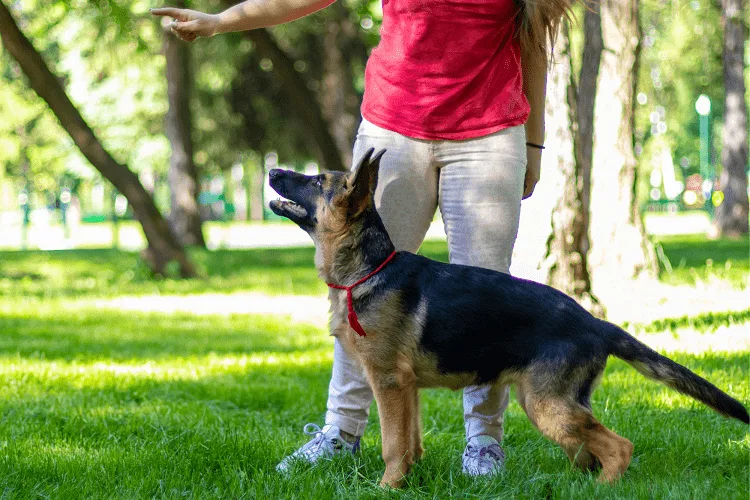 Training Your 9-Month-Old German Shepherd 