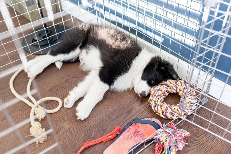 Why do Puppies Need to Sleep in a Crate?
