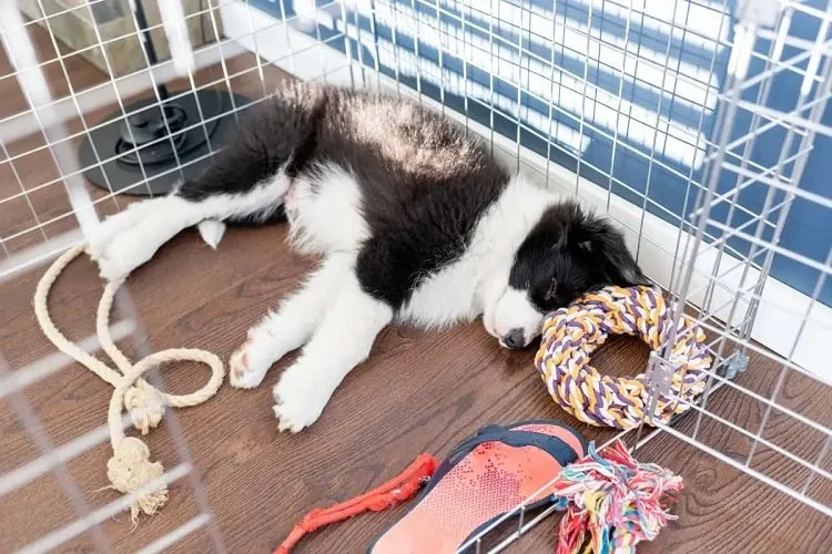Why do Puppies Need to Sleep in a Crate?