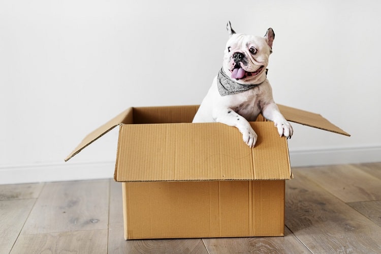 Dog inside cardbox