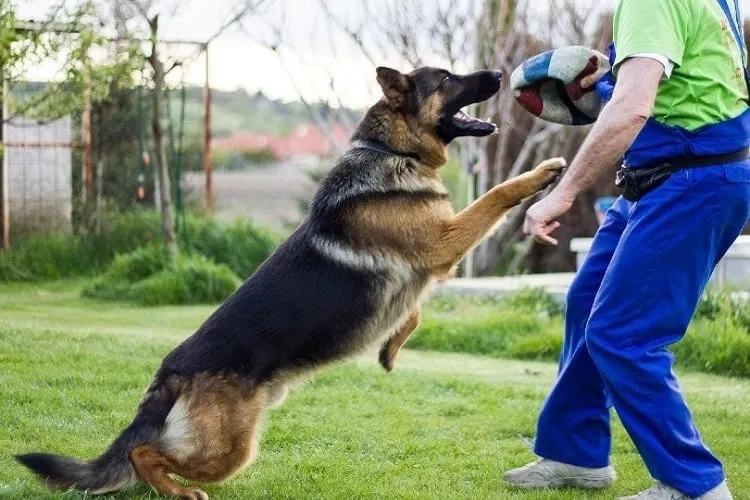 Exercise Needs For 9-Month-Old German Shepherds